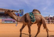 news image 1768574650691